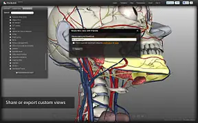 Anatomia humana en 3D hombre/mujer