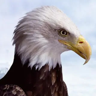 La renovacion del Aguila: ¿Mito o verdad?