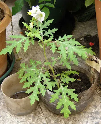 Las Lentejas + Recetas