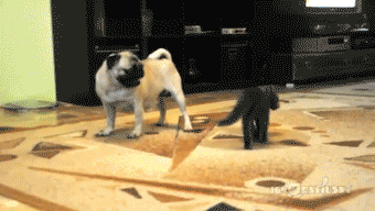Gatos Lokillos [GIF]