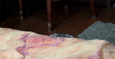 Gatos Lokillos [GIF]
