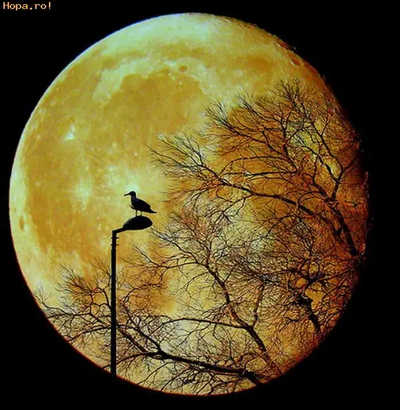 lunar