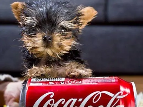 Meysi, el perro más pequeño del mundo
