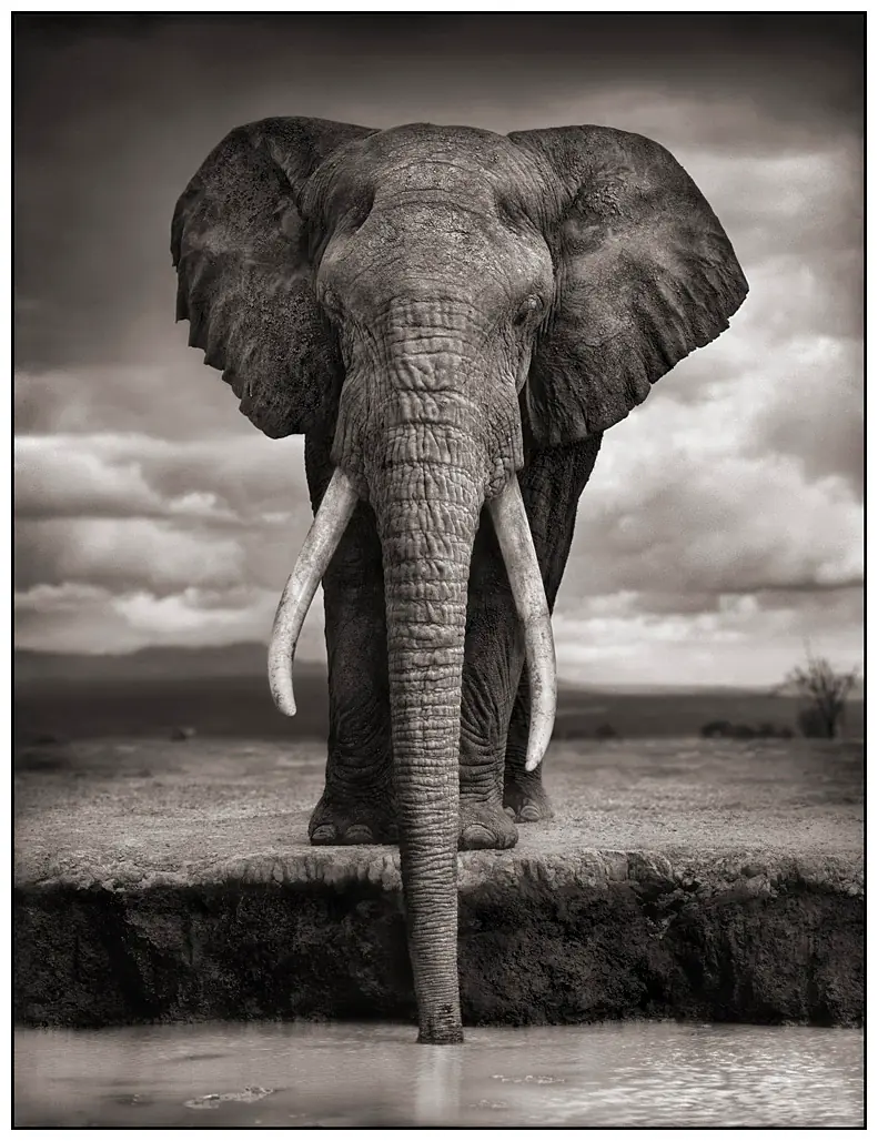 Los retratos salvajes de Nick Brandt