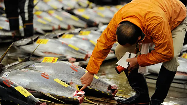 [Japón pesca cesio radiactivo]