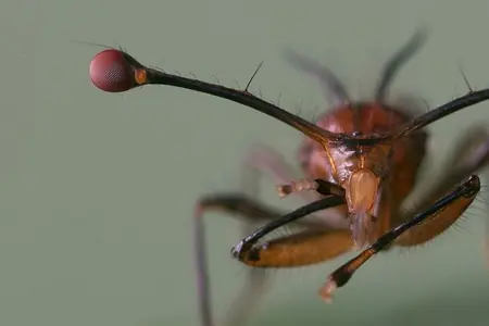 insectos