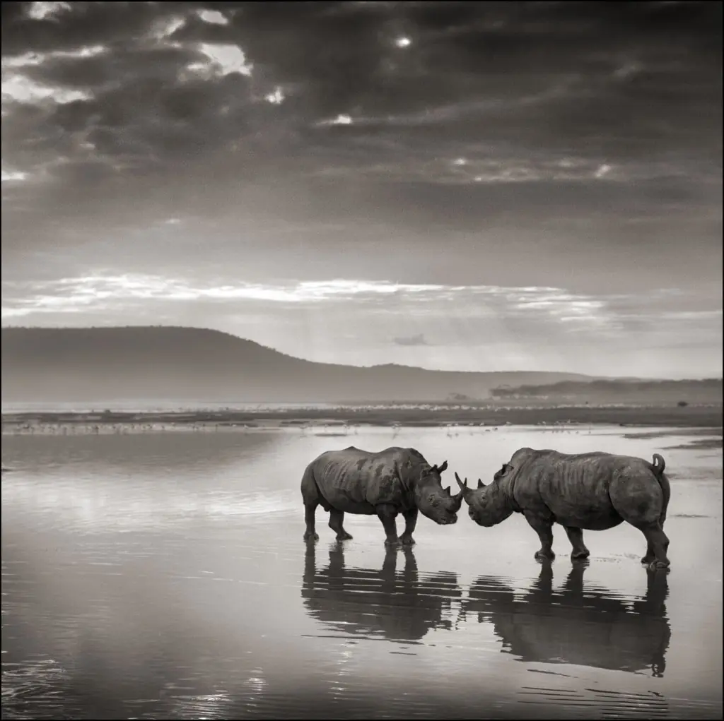Animales