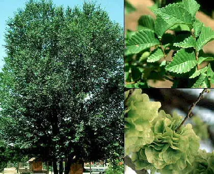 El olmo al borde de la extinción!!!