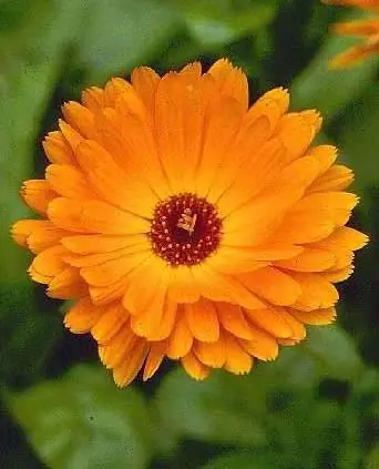 Cosmetica Casera