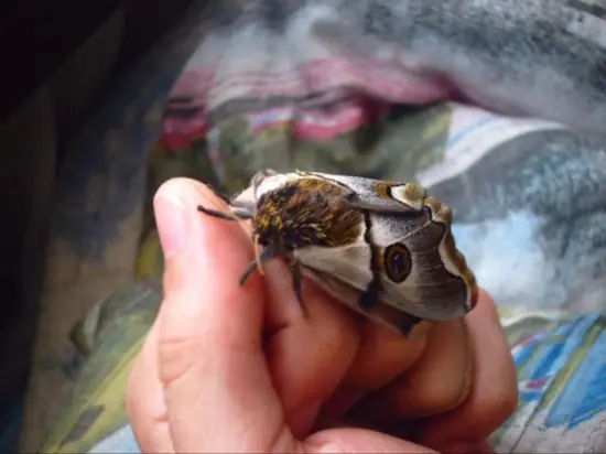 mariposa