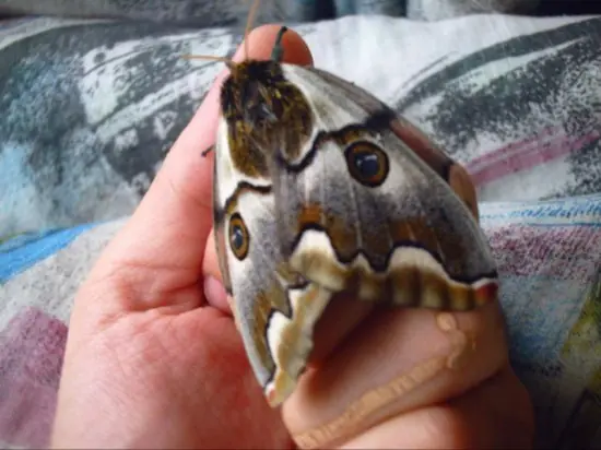 oruga
