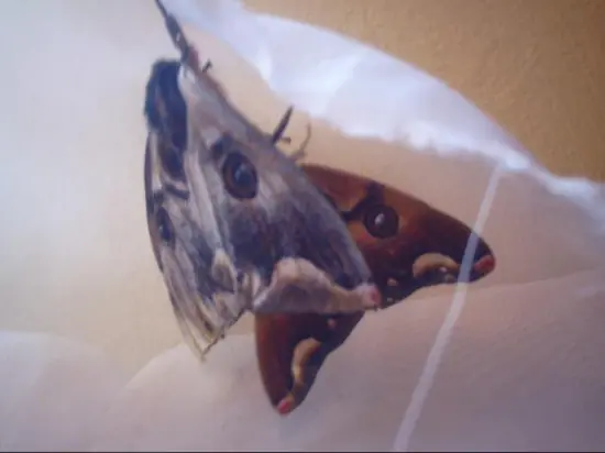 El hombre que adoptó una mariposa