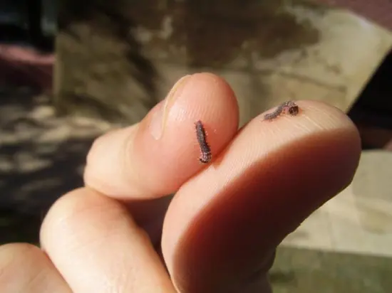 El hombre que adoptó una mariposa