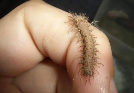 El hombre que adoptó una mariposa