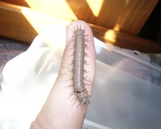 oruga