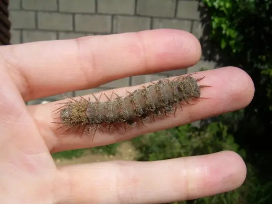 El hombre que adoptó una mariposa