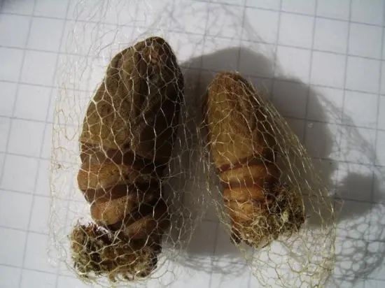 mariposa