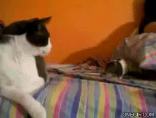 imagenes