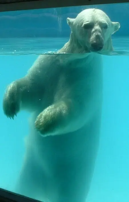 Salvemos a la Osa Polar Yupi