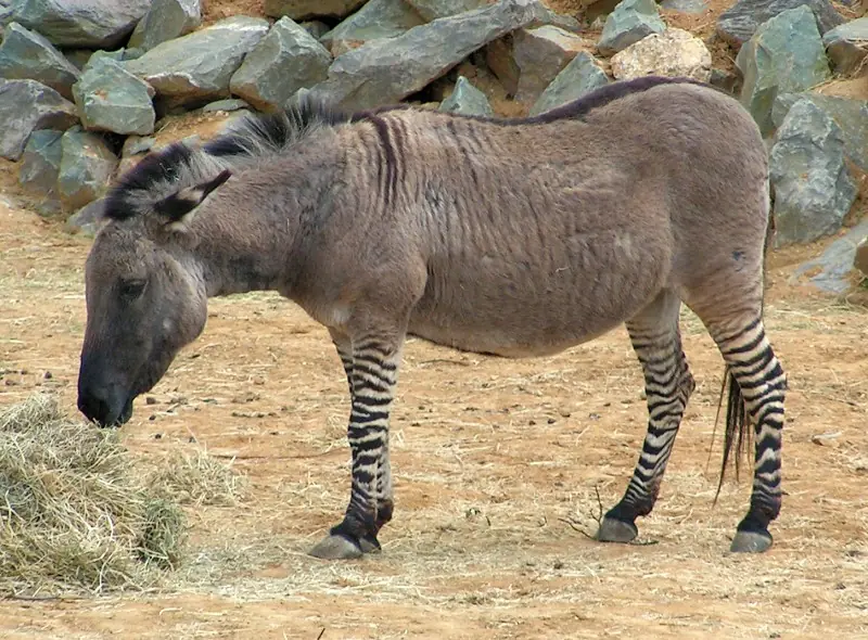 cruzas