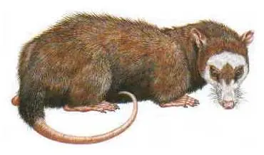 es