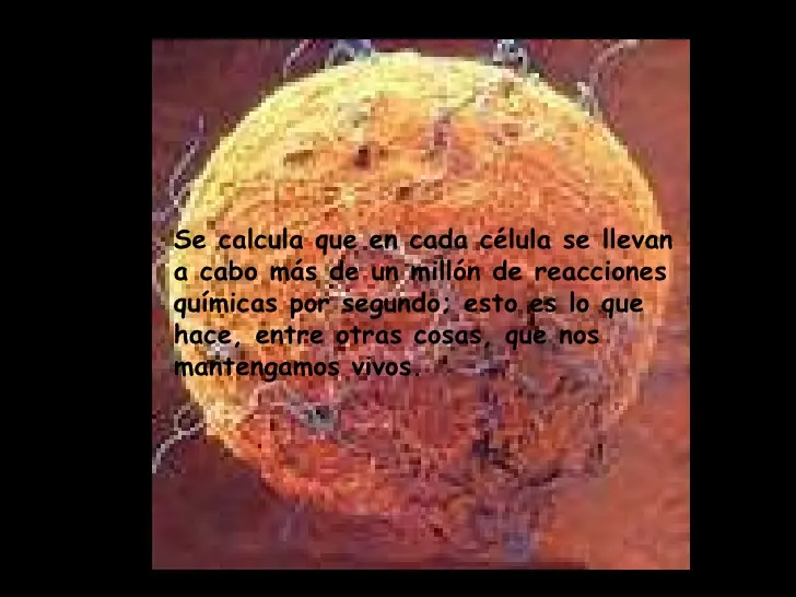 Curiosidades sobre el cuerpo Humano 1ra Parte