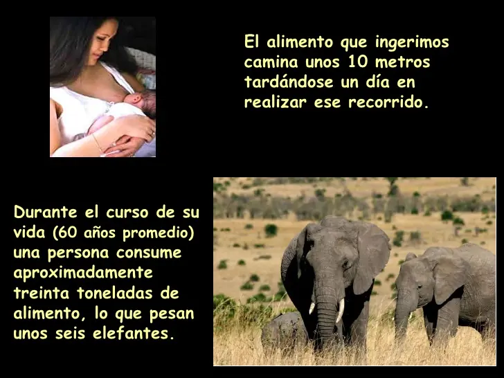 Curiosidades sobre el cuerpo Humano 1ra Parte