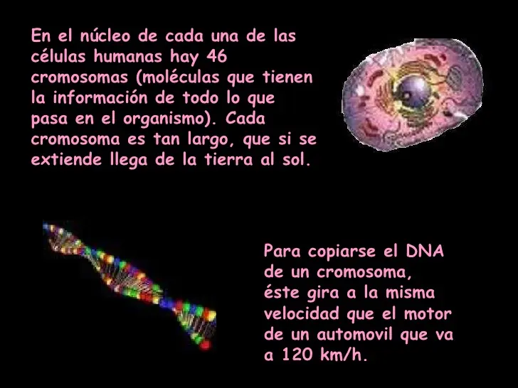 Humano