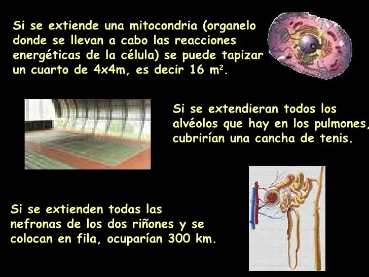 sistemas