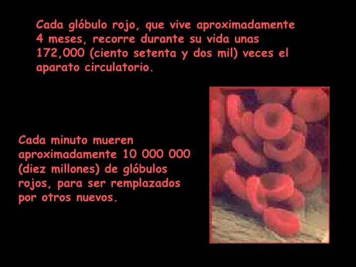 anatomia