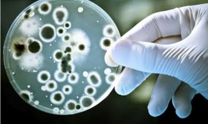 colombia:Bacterias de yuca ayudan a eliminar cianuro de río