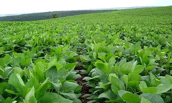 Argentina :Trece años de soja