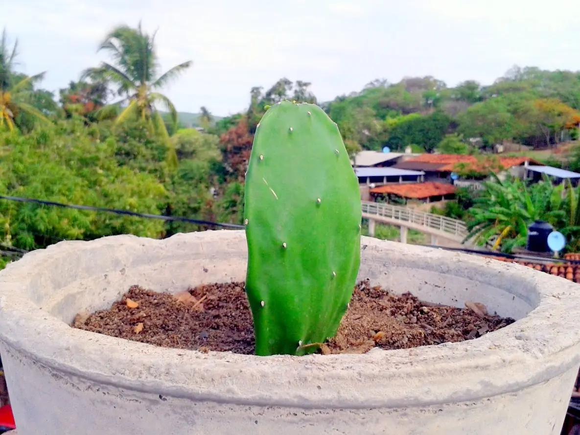 maceta ecológica.