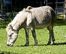 Hibridos Animales