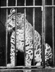 Hibridos Animales