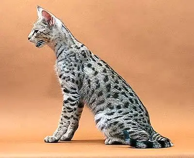 Hibridos Animales
