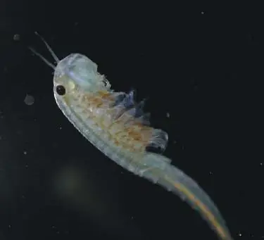 pecera