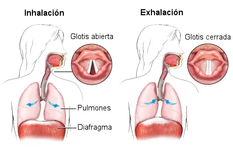 se nos