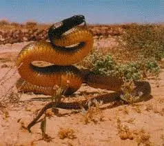 rana dorada