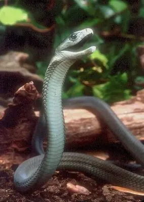 Serpiente