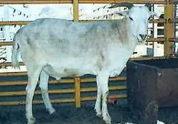 Hibridos Animales