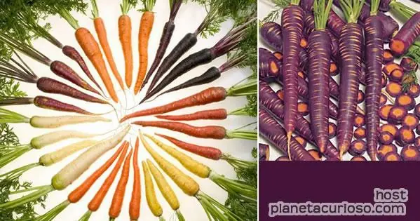 Las Zanahorias no siempre fueron naranjas