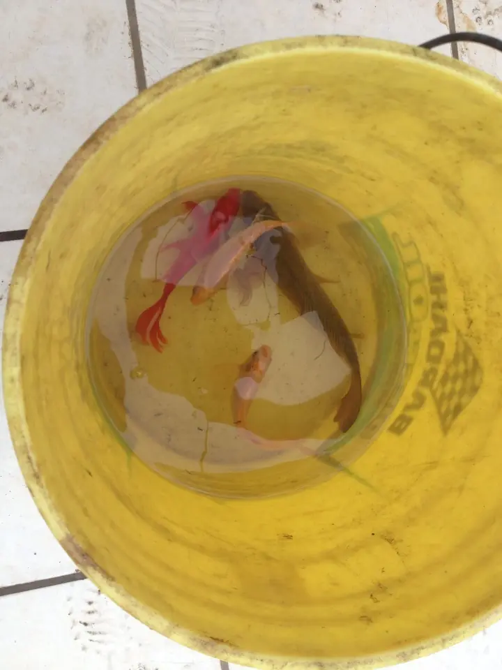 goldfish