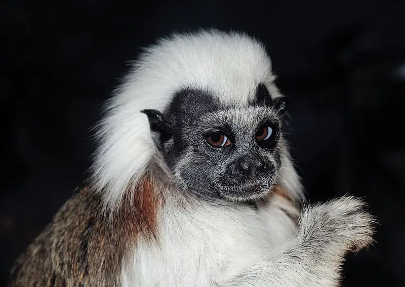Especies amenazadas en Colombia