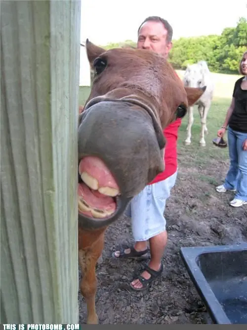 Animales arruinando fotos xD (Parte 4)