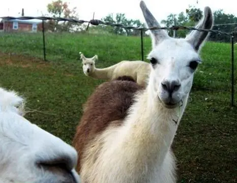 Animales arruinando fotos xD (Parte 4)