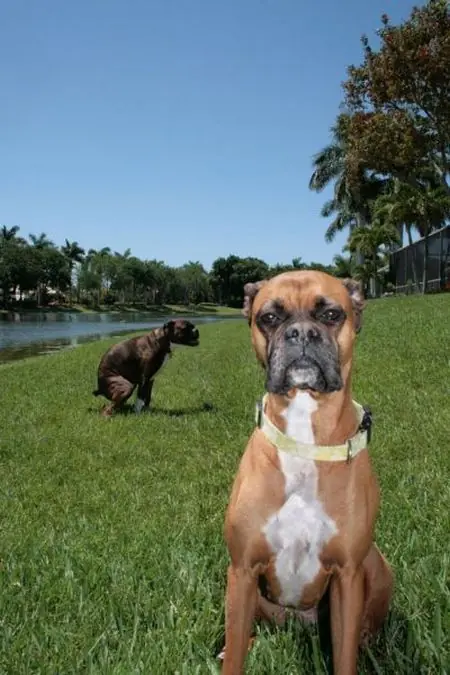 perros