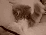 Momentos de tu vida diaria [Gifs]