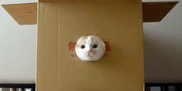 graciosos