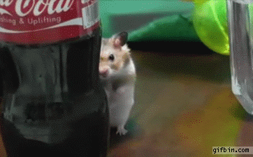 Animales